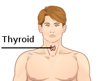 Thyroid dummy.jpg