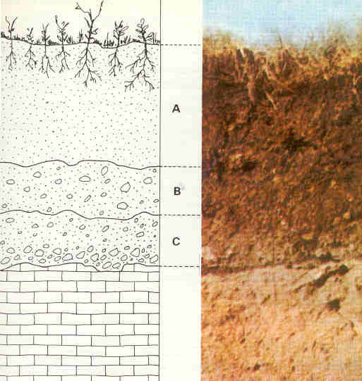 ارتفاع الماء من أسفل التربة إلى أعلاها ثم للجذور يخضع