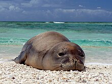 A Hawaiian monk seal rests at French Frigate Shoals.