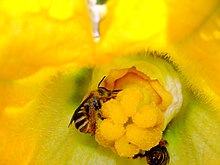 Bee pollinating female Cucurbita flower