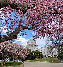 2020 年 3 月の米国議会議事堂のモクレンの敷地.jpg