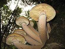 A cluster of large, thick-stem, light-brown gilled mushrooms growing at the base of a tree