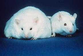 Two white mice both with similar sized ears, black eyes, and pink noses. The body of the mouse on the left, however, is about three times the width of the normal sized mouse on the right.
