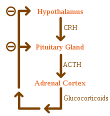 diagram showing feedback loop of hormones