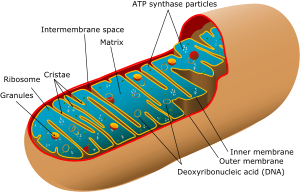 mitokondriális miopátia és fogyás
