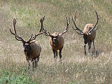 Photograph of three bull elk on a range