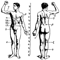 1911 Britannica - กายวิภาคศาสตร์ - Muscular.png