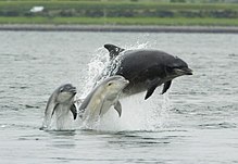Photo of one large and two small dolphins breaching together