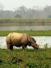 Great Indian one-horned rhinoceros