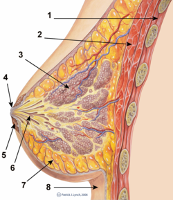 Esquema normal de anatomía mamaria.png
