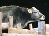 Dehorned Cow in Armenia.tif