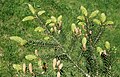 Picea wilsonii (Wilson Spruce) (34071357320).jpg