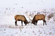 Photograph of two bull elk sparring
