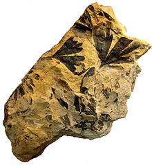 Black fossils of leaves on yellow coloured rock