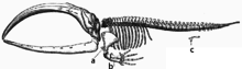 Medical diagram depicting the skeleton of a bowhead whale