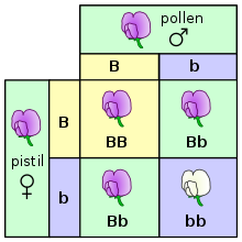 two by two table showing genetic crosses