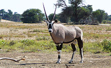 A gemsbok, a type of antelope