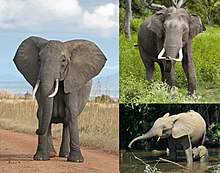 De arriba a la izquierda a la derecha: el elefante africano de monte, el elefante asiático y el elefante africano del bosque.