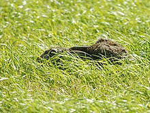 Photograph of a hare crouching in a hollow