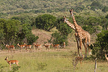 Two giraffes stand, surrounded by impalas (a type of antelope).