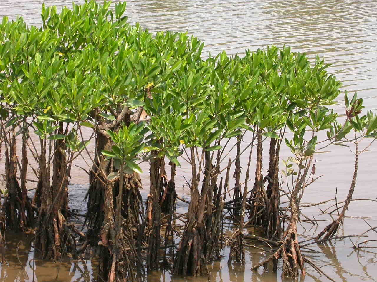 ما القيمة الاقتصادية غير المباشرة لغابة من أشجار المانجروف تنمو على طول الشاطئ