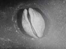 File:Embryonic development of a salamander, filmed in the 1920s.ogv