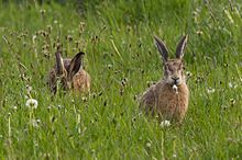 Photograph of a group of feeding hares