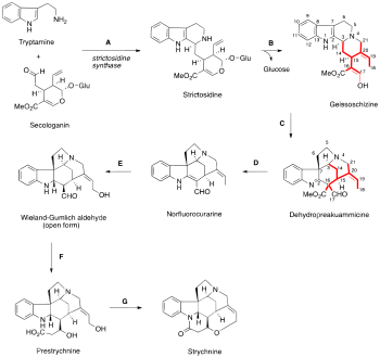 strychnine biosynthesis