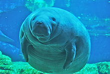 Underwater photo of manatee