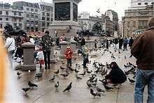 Pigeons flocking to London's Trafalgar Square