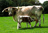 English Longhorn cow and calf.jpg