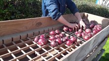 File:Onion grading at the Centre for Agroecology, Water and Resilience (CAWR), Coventry University.webm
