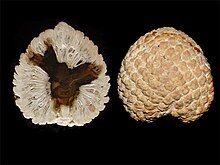 Two images of a round conifer cone, the left one is in cross-section