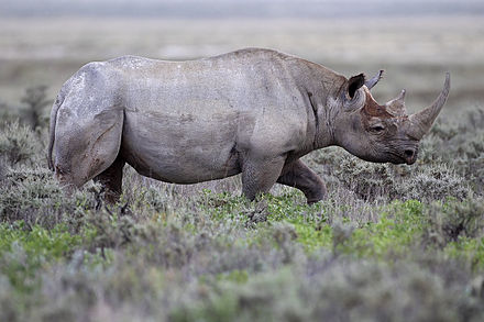 vedere slabă la rinoceri