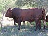 A Bonsmara bull in Namibia
