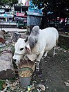 A grown North Bengal Grey Cattle in Dhaka.jpg