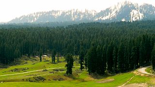 Forests of Doodhpathri,Jammu & Kashmir.jpg