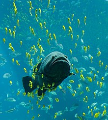 Mero gigante nadando entre bancos de otros peces