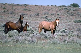 Two horses in a field. The one on the left is a dark brown with a black mane and tail. The one on the right is a light red all over.