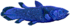 Coelacanth flipped.png