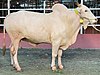 A Mirkadim bull in a cattle farm in Dhaka.jpg