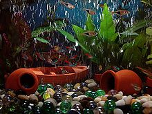 Photo displaying plants, small fish, and tipped-over clay pots