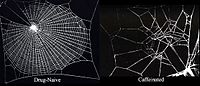 Caffeine effects on spider webs