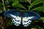 Papilio polymnestor-Kadavoor-2016-07-27-002.jpg