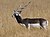 Antilope cervicapra จาก velavadar.JPG