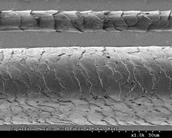 CSIRO ScienceImage 8115 Fibra de cabello humano y lana merino.jpg