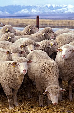 Rebaño de ovejas.jpg