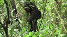 File:Cultural-differences-in-ant-dipping-tool-length-between-neighbouring-chimpanzee-communities-at-srep12456-s2.ogv