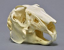 Skull of a hare