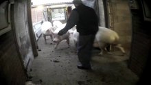File:East Anglian Pig Co. Exposed - Animal Equality Undercover Investigation.webm